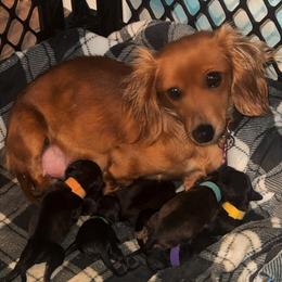 Tilly - Dachshund