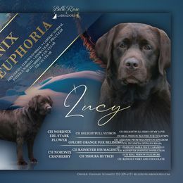 Lucy - Labrador Retriever