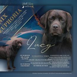Lucy - Labrador Retriever