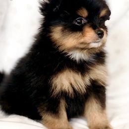 Pomeranian Puppies from Designer Pomeranians