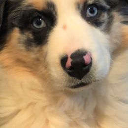 Miniature Australian Shepherds from Eagle Creek Aussies
