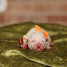 Australian Labradoodle, Bernedoodle, and Goldendoodle Puppies from Golden Fields Doodles