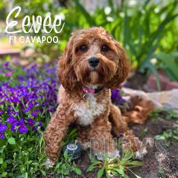 Eevee - Cavapoo