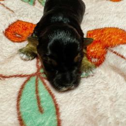 Boy 1 - Black and tan male Yorkshire Terrier puppy in Bolton, Connecticut from Elle Yorkies