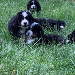 Bernese Mountain Dog Puppies from Blue Ridge Mountains - Bernese Mountain Dog Pups