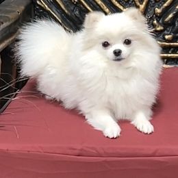 Everly - Pomeranian