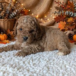 Apple Crisp - Red female Cavapoo puppy in Sparta, Missouri from Sis' Doodles & Poodles