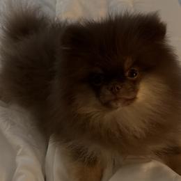 Pomeranians from Tea Time Pomeranians