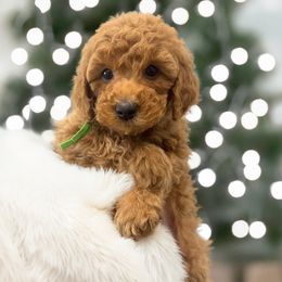 Boy - Red - Red  male Goldendoodle puppy in Caldwell, Idaho from Idaho Mini Doodles