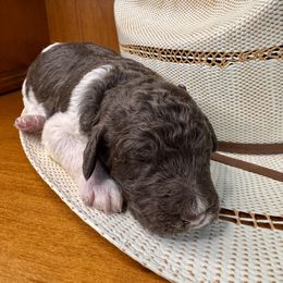 Labradoodle Puppies from Maple Bakin’ Doodles