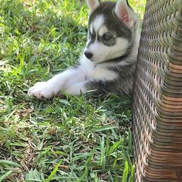 Pomsky Puppies from Way too cute Pomskies
