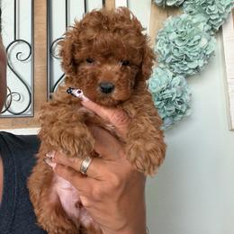 Sir Knan - Red male Maltipoo puppy in Southern,, California from Maltipoo Tiny Pups & More
