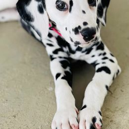 Chihuahuas and Dalmatians from Kassafina Kennel