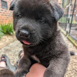 Nebula's Girl 3 - Black female Akita puppy in South Carolina from Sierra Mountain Akitas