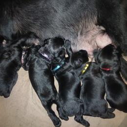 Yellow - Black female Giant Schnauzer puppy in Locust Grove, Oklahoma from M & J's Oklahoma Giants