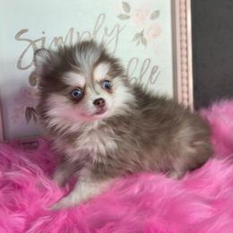 CHOCOLATE TEACUP SIZE POMSKY GIRL with Blue Eyes - Chocolate female Pomsky puppy in Austin, Colorado from Colorado Mini Dachshunds & Mini Pomskies