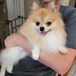 Pinto - Pomeranian