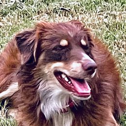 Boom - Miniature Australian Shepherd