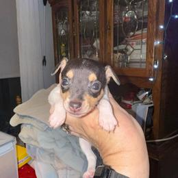 Riley Pup 4 - White black and tan female Toy Fox Terrier puppy in Clermont, Florida from Debbie Hiles's Toy Fox Terriers