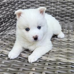 Ophelia - White female Pomsky puppy in Winchendon, Massachusetts from Mountain View Pomskies