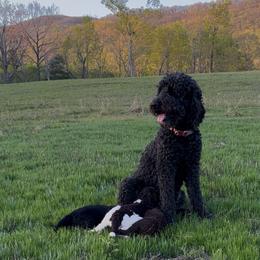 Kona - Goldendoodle