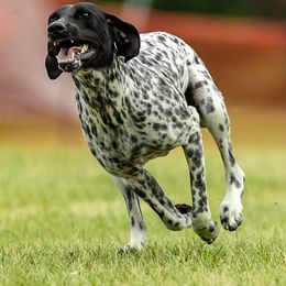 German Shorthaired Pointers from Apple River Sporting and Detection Dogs