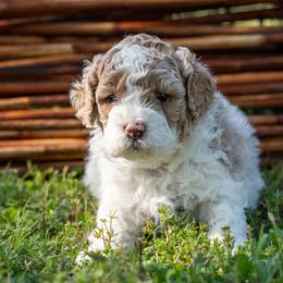 Benny - White male Cavapoo puppy in Gurdon, Arkansas from Franklin Ranch Pups
