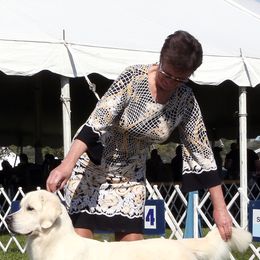 Golden Retrievers from Barafields Golden Retrievers