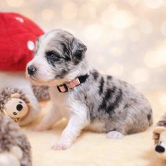 Skye - Blue merle female Bordoodle puppy in Conway, Missouri from 2J 2K Bordoodles