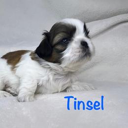 Tinsel - Sable and white male Shih Tzu puppy in Vernon, New Jersey from Calta’s Cute Shih Tzu