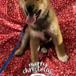 SORA (Sky) - Red male Shiba Inu puppy in Derby, Kansas from Heart’s Desire Shiba Inus