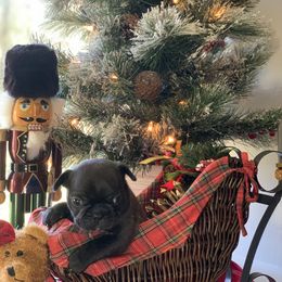 "Brindle female, 4 weeks old" Cane Corso and French Bulldog Puppies from Jens Den