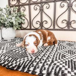 Jupiter - Brown merle female Aussiedoodle puppy in Beaver, Utah from Rocky Ridge Ranch