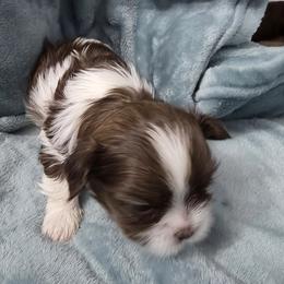 Piper - Shih Tzu