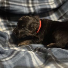 German Shepherd Puppies from Von Freimeier Kennels