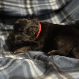 German Shepherd Puppies from Von Freimeier Kennels
