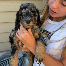 Bieber BLUE EYES - Blue merle male Bernedoodle puppy in Horseshoe Bend, Idaho from Over the Moon Poodles and Doodles