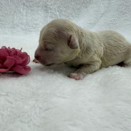 Girl 2 - Apricot female Maltipoo puppy in Turlock, California from 209PuppiesCaliforniaMaltipoo
