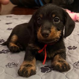 Toby - Black and tan male Dachshund puppy in Sulphur Springs, Texas from Waggin Beach Paradise Doxies