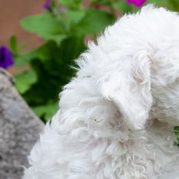 Poodles from Cloverhill Poodles
