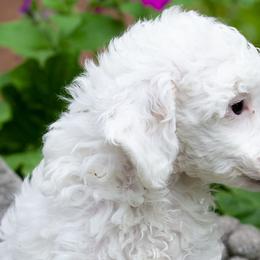 Poodles from Cloverhill Poodles