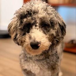 Sleepy - Merle female Goldendoodle puppy in Point, Texas from Tiny Paws Goldendoodles