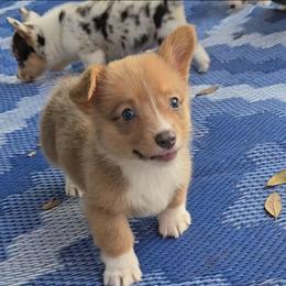 Griffin - Fawn male American Corgi puppy in Lithia, Florida from Diamondcrest Inc