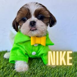 Nike - Brindle and white male Shih Tzu puppy in San Tan Valley, Arizona from My Puppy Tzu