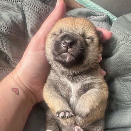 Isaac - lime green collar - Red male Shiba Inu puppy in Inverness, Florida from Shore Thing Shiba’s