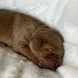 Boy 1 - Dark golden Golden Retriever puppy in Casper, Wyoming from Rosie’s Goldies