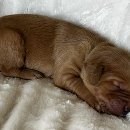Boy 1 - Dark golden Golden Retriever puppy in Casper, Wyoming from Rosie’s Goldies