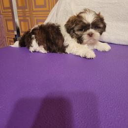 Kayden - Liver and white male Shih Tzu puppy in Parma, Ohio from D's DeVine Shih-Tzu