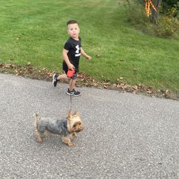 Yorkshire Terrier Puppies from Celestial Family Terriers (Yooper Yorkies)