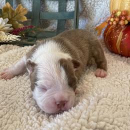 Boy 1 - Boston Terrier puppy in George West, Texas from Duke of Earl’s Boston Terriers